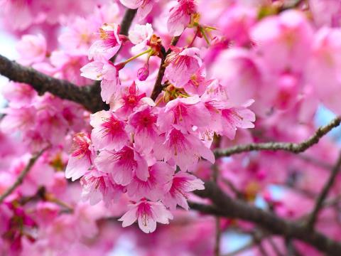 بهار و طب سنتی (راهکارهایی برای حفظ شادابی و نشاط در فصل بهار)