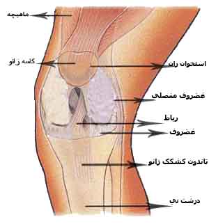 دمنوش پا درد